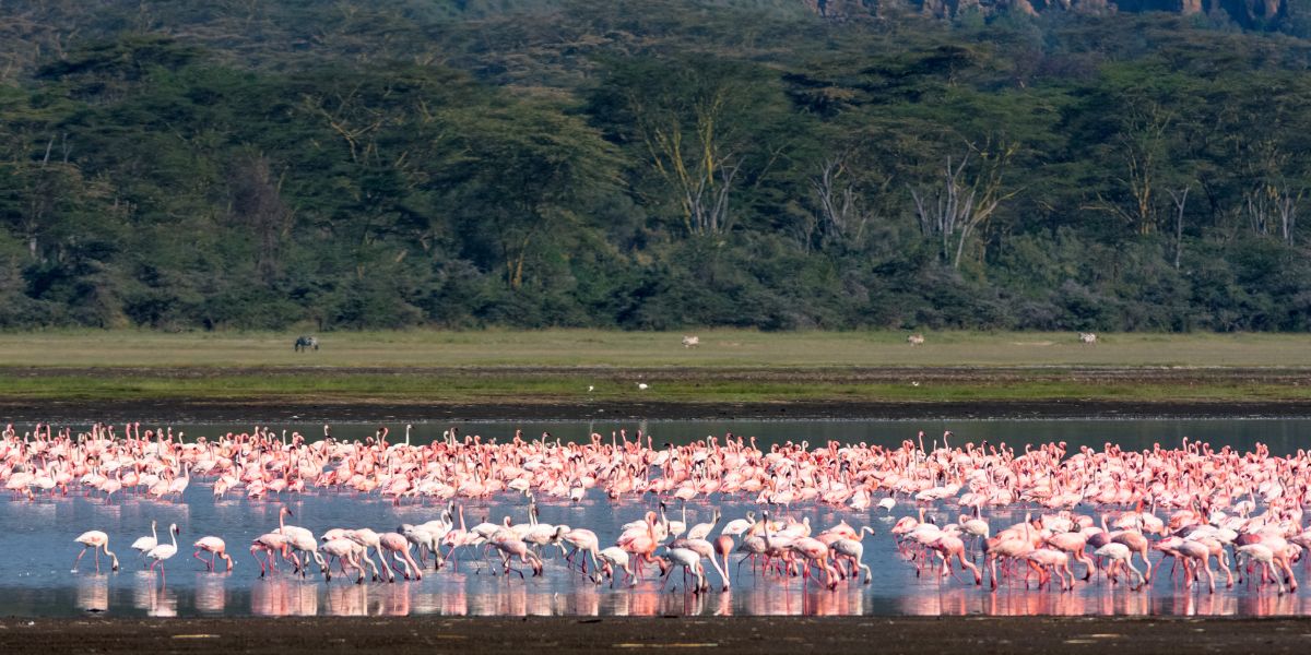 Flamingos in Lake Nakuru National Park